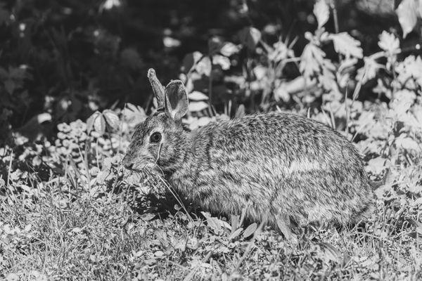 Eastern Cottontails are a regular sight during Spring and Summer.