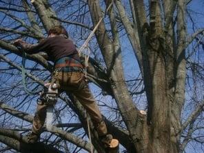 Berryman Tree Service