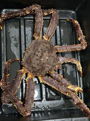 Our King Crab for the night