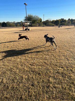 Dog park