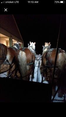 Moonlight sleigh rides for Valentines in the Forest.