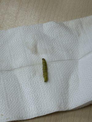 caterpillar!!!!