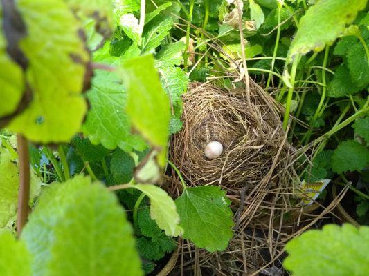 Berwick's Wren thought the organic plants section was a great place to raise its young!