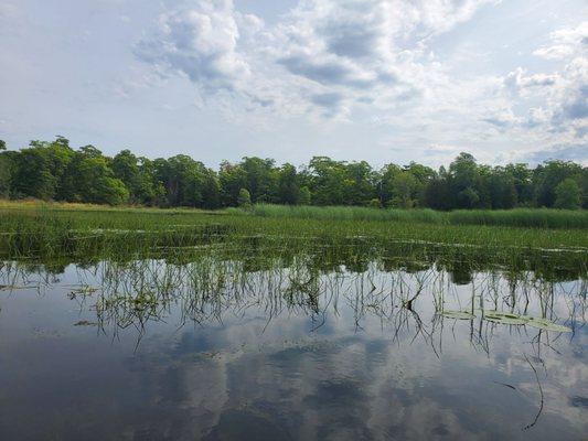 Explored a bayou with all kinds of interesting water fowl and plants.