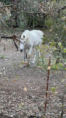 white horse