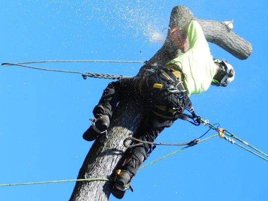 Tree Removal