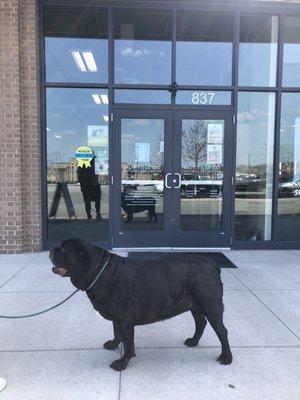 Isis, the Cane Corso is clean and happy