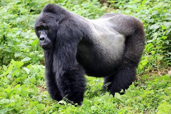 Silverback in Bwindi National Forest, Uganda