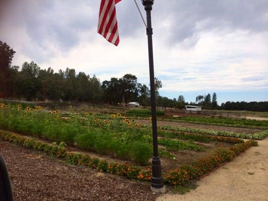 fresh herbs and vegetables picked right on site.