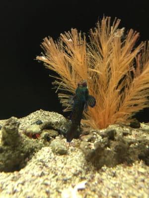 Mandarin Goby.