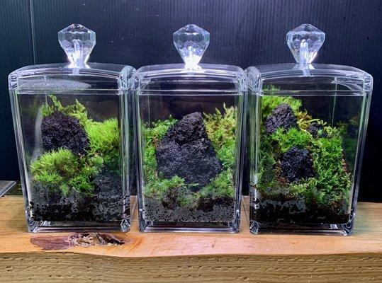 Mini Terrarium