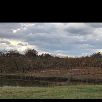 Apple orchard