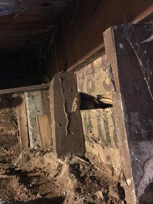 Subterranean Termite mud tubes in crawl space