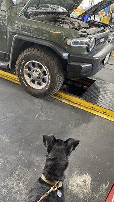 Leo watching Avo service the FJ... Even pups love Avos Auto! Thank you Avo, you are one of the best techs in Southern California!