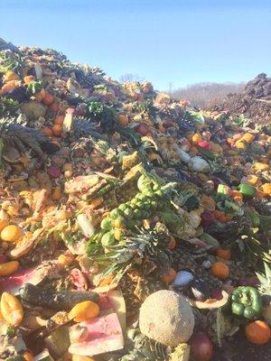 Fruits & Vegetables Waiting to Be Compost