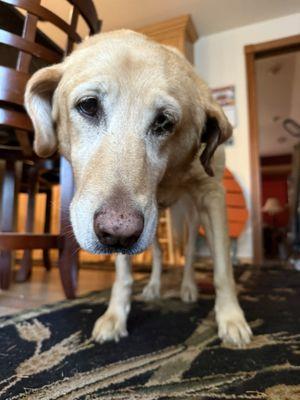 This was how she looked when she woke up with her head tilted and the swelling on the left side.