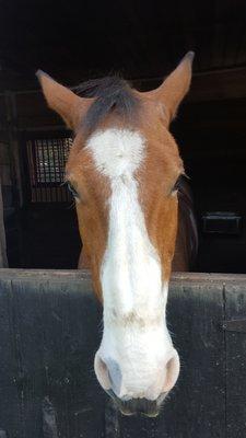 Humphrey - he's one gentle giant!