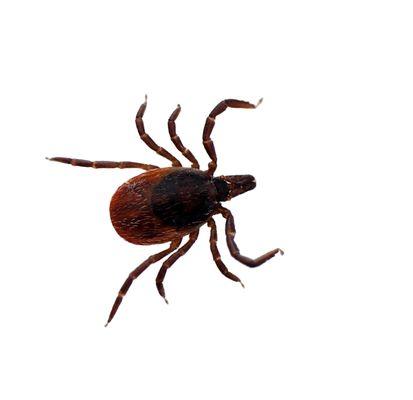 Protect your family and pets from tick-borne illnesses, such as Lyme disease, with PrestoX's seasonal tick treatments.