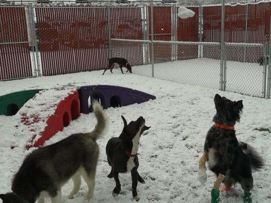 Christmas Eve Snow Day...Doodle Dog style!!