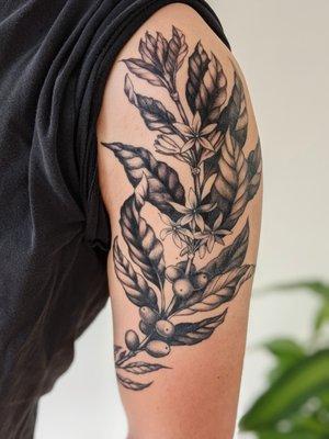 Coffea Arabica by Annie Cogdal