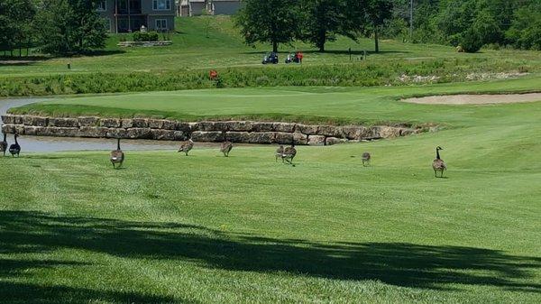 Geese on the approach