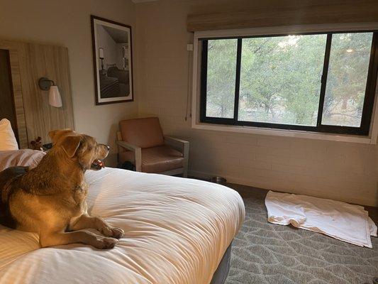 Our dog loved the bed at the Yavapai Lodge .