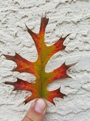 Aabear:  A shumard red oak leaf changing color...