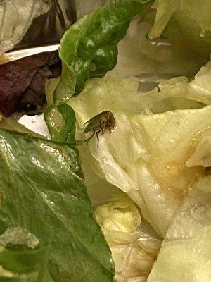 Bug in salad