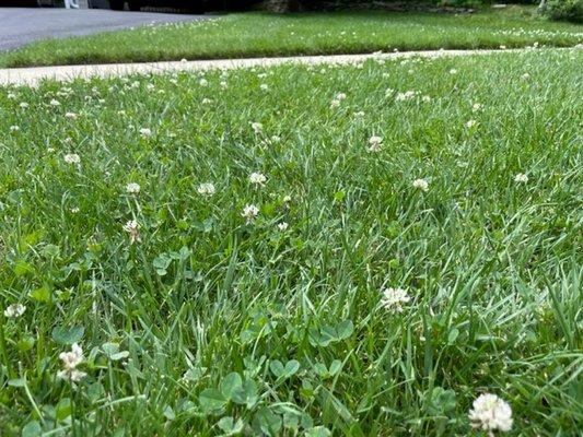 Dandelions all over my yard after paying over $1,000 in 24 months!