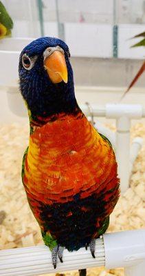 Beautiful and friendly Rainbow Lorikeet!!!