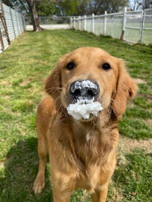 Dog eating frosting