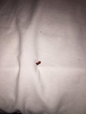 Bloody bedbugs