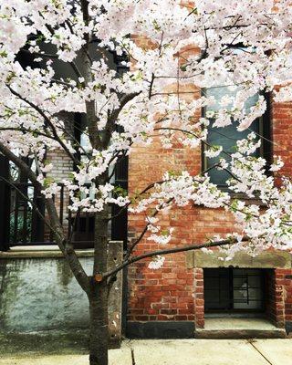 brick back drops while the cherry blossoms pop out in color , so cool