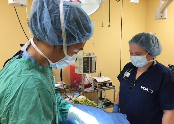 Dr. Thay and Michelle performing a spay