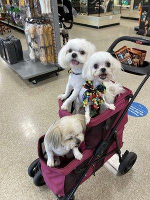 Rosemary of Dogstyleez groomed my dogs