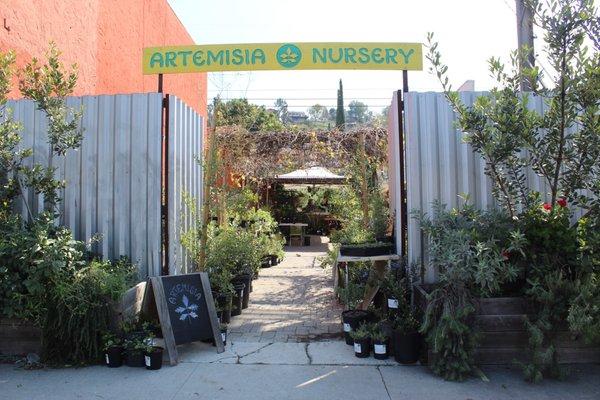 Front entrance lined with native plants