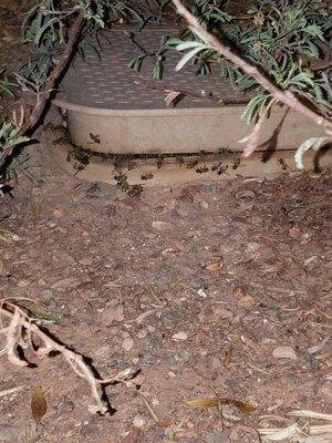 We had a lot of honey with this bee job. The meter box was full.