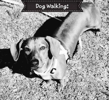 Dog walks are always 30-45 minutes. Walks help with separation anxiety and the wiggles!