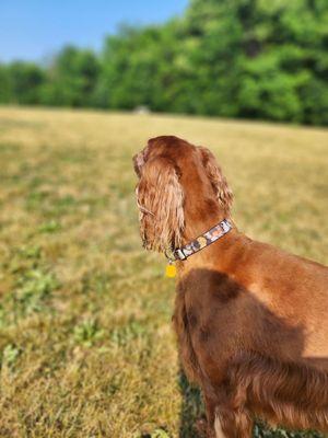 Currie Dog Park