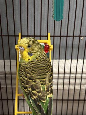 A parakeet with Green and Blue-like Feathers standing on a yellow ladder toy