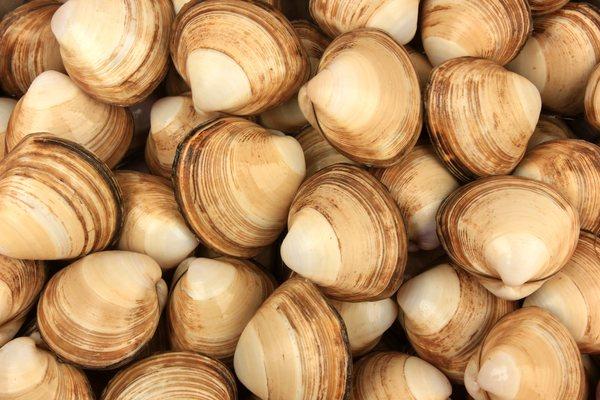 We sell fresh clams!