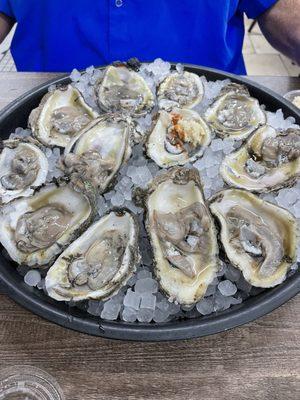 Oysters