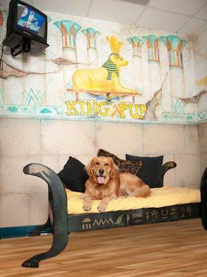 Abby enjoying her stay in our "King Pup" themed suite!