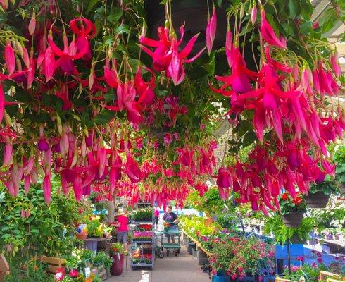 An unrivaled hanging basket selection.