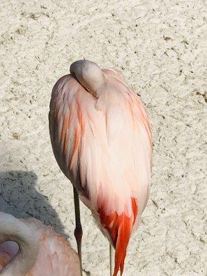 A resting Flamingo.