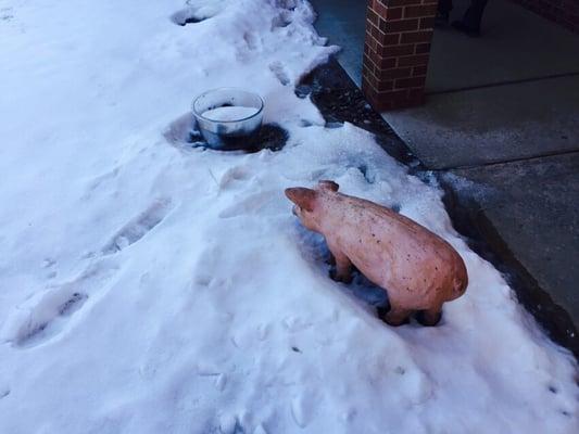 Pig in snow.