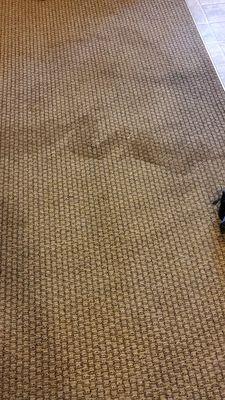 Carpet. Not fit for an animal