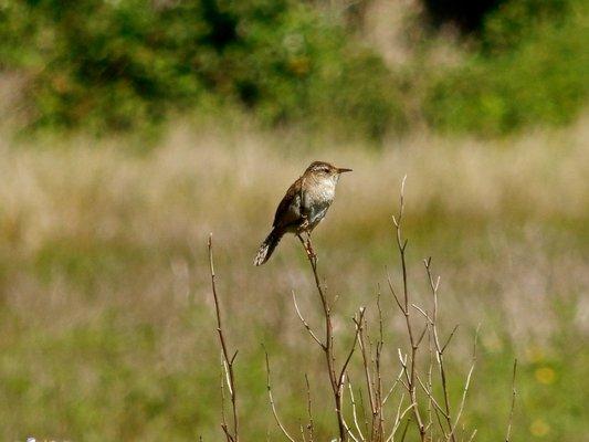 Humboldt Bay National Wildlife Refuge