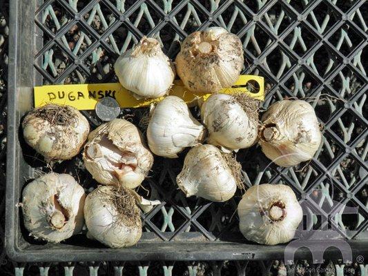 Organic Gourmet Garlic - available for planting and eating late summer.