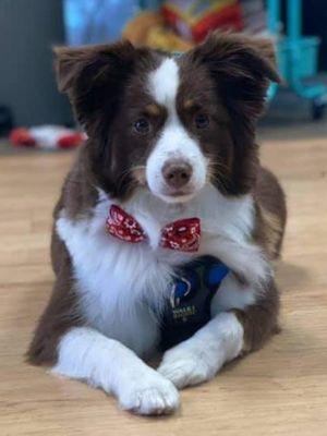 Dapper Ted